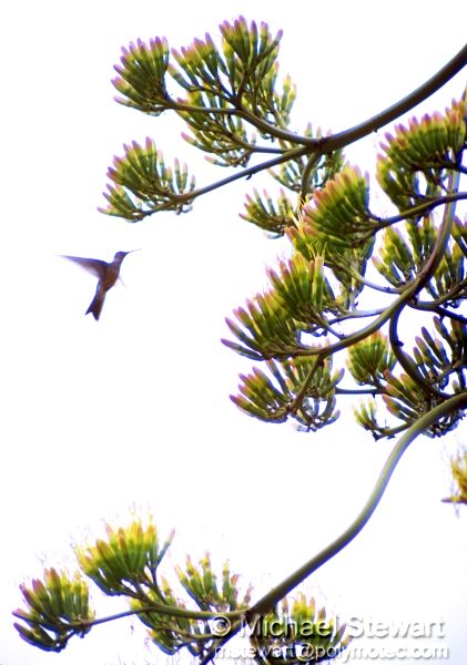 Hummingbird Near Arequipa